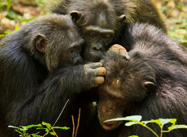 Chimps grooming each other
