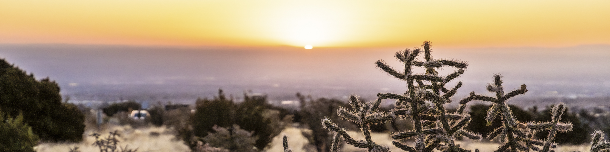 Cholla in front of sunset